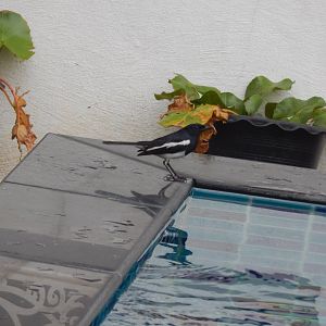 Oriental magpie-robin (Copsychus saularis)