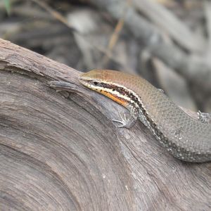 Bronze Skink (Eutropis macularia)