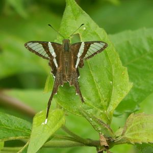 White Dragontail (Lamproptera curius)
