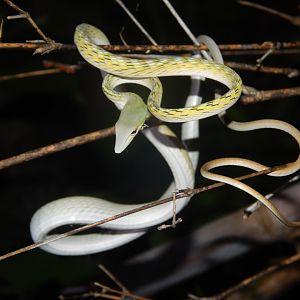Oriental Vine Snake (Ahaetulla prasina)