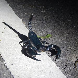 Forest Scorpion (Heterometrus sp.)
