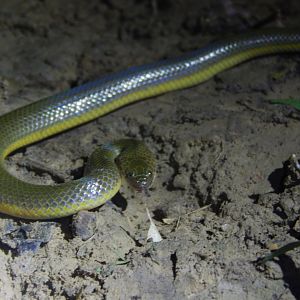 Rice Paddy Snake (Enhydris plumbea)