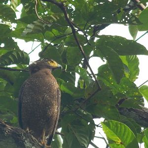 Crested Serpent Eagle (Spilornis cheela)