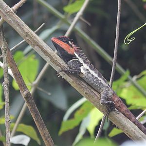 Emma Gray's Forest Lizard (Calotes emma)