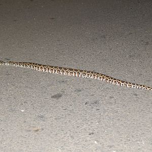 Burmese Python (Python bivittatus)