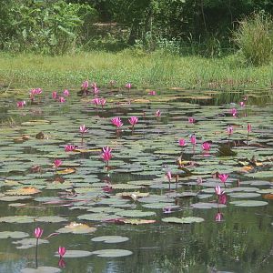 Waterlilies