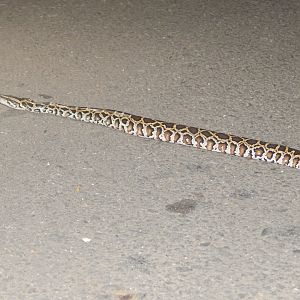 Burmese Python (Python bivittatus)