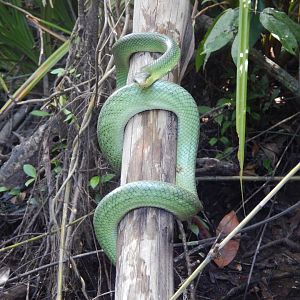 Red-tailed Ratsnake (Gonyosoma oxycephalum)