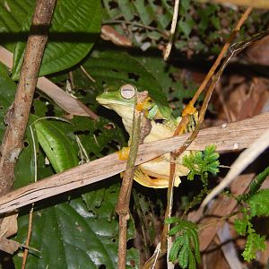 Wallace's Flying Frog (Rhacophorus nigropalmatus)