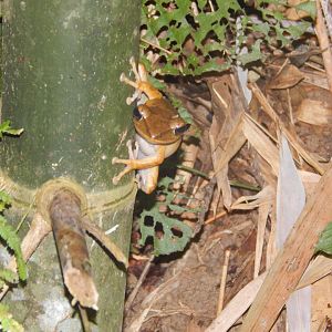 Common Treefrog (Polypedates leucomystax)