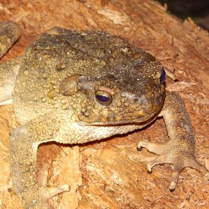 River toad (Phrynoidis asper)