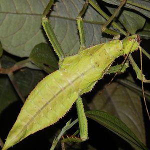 Jungle nymph (Heteropteryx dilatata)