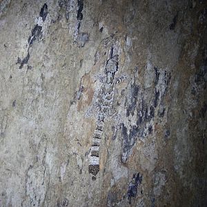 Kuhl's Gliding Gecko (Ptychozoon kuhli)