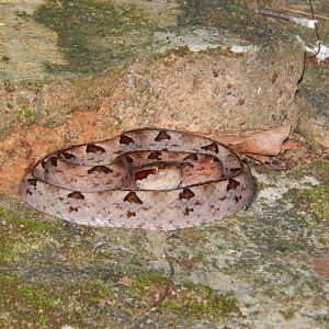 Malayan Pitviper (Calloselasma rhodostoma)