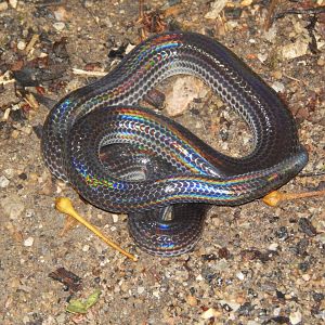 Sunbeam Snake (Xenopeltis unicolor)