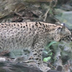 Geoffroy's cat