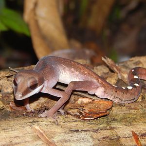 Malaysian Cat Gecko (Aeluroscalabotes felinus)