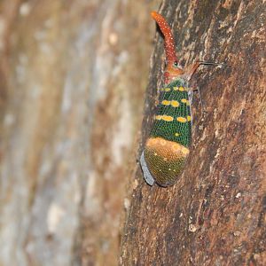 Lanternbug (Pyrops sp.)