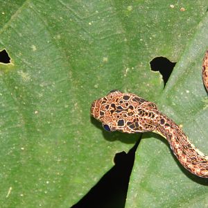 Jasper Cat Snake (Boiga jaspidea)