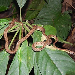Jasper Cat Snake (Boiga jaspidea)