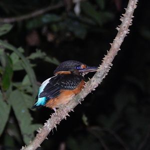 Malay Blue-banded Kingfisher (Alcedo peninsulae)