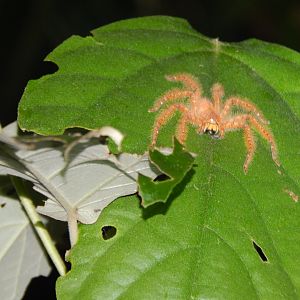 David Bowie Huntsman Spider (Heteropoda davidbowie)