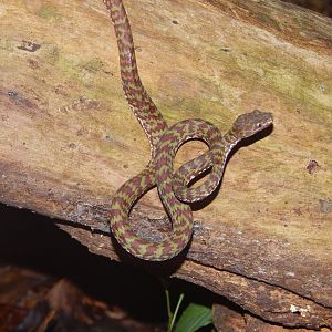 Beautiful Pit Viper (Trimeresurus venustus)