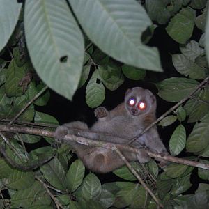 Sunda Slow Loris (Nycticebus coucang)