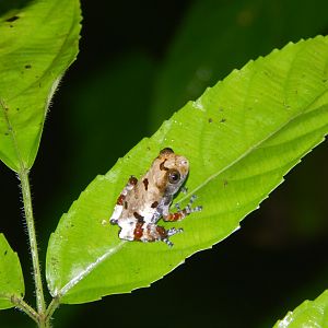 Bird Poop Treefrog (Theloderma asperum)