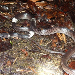 White-banded Wolf Snake (Lycodon subcinctus)
