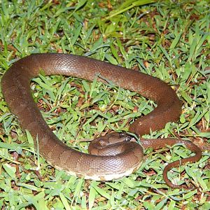 Masked Water Snake (Homalopsis buccata)