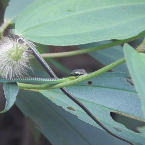 Elegant Bronzeback (Dendrelaphis formosus)
