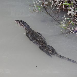 Asian Water Monitor (Varanus salvator)