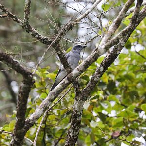 Javan Cuckoo Shrike
