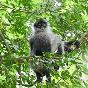White-thighed Langurs
