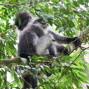White-thighed Langurs