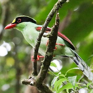 Green Magpie