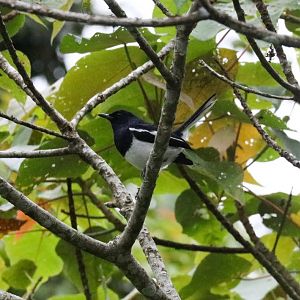 Oriental Magpie Robin