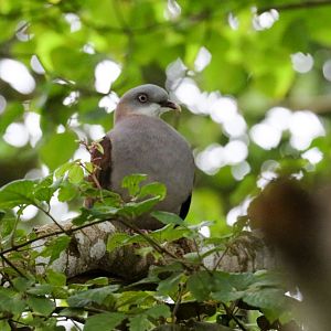 Mountain Imperial Pigeon