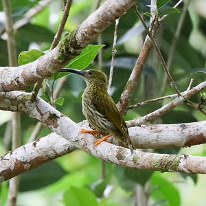 Streaked Spiderhunter
