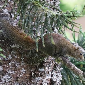 Grey-bellied Squirrel