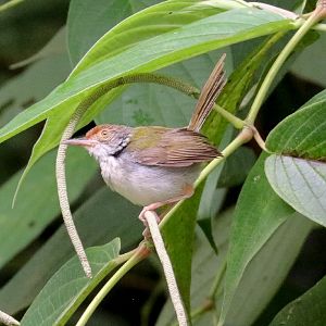Dark-necked Tailorbird