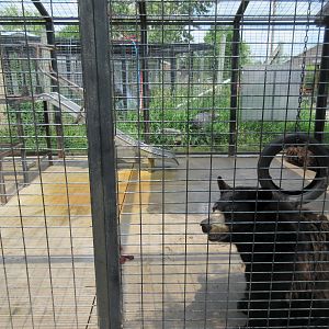 American Black Bear Exhibit
