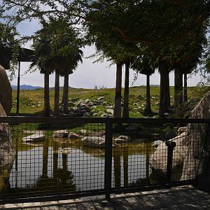 Giraffe Exhibit Viewpoint - My First US Zoo Trip