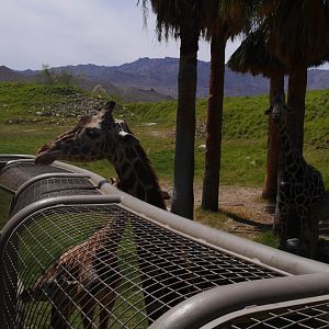 Giraffe Feedings - My First US Zoo Trip