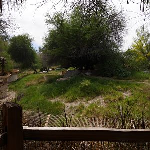 Cheetah Exhibit - My First US Zoo Trip