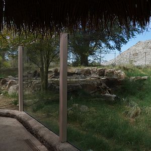 African Wild Dog Exhibit - My First US Zoo Trip