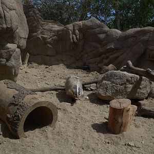 American Badger in Eagle Canyon - My First US Zoo Trip
