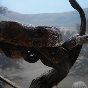 Mexican Boa Constrictor in Eagle Canyon - My First US Zoo Trip