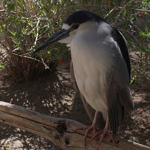 Black-crowned Night Heron - My First US Zoo Trip